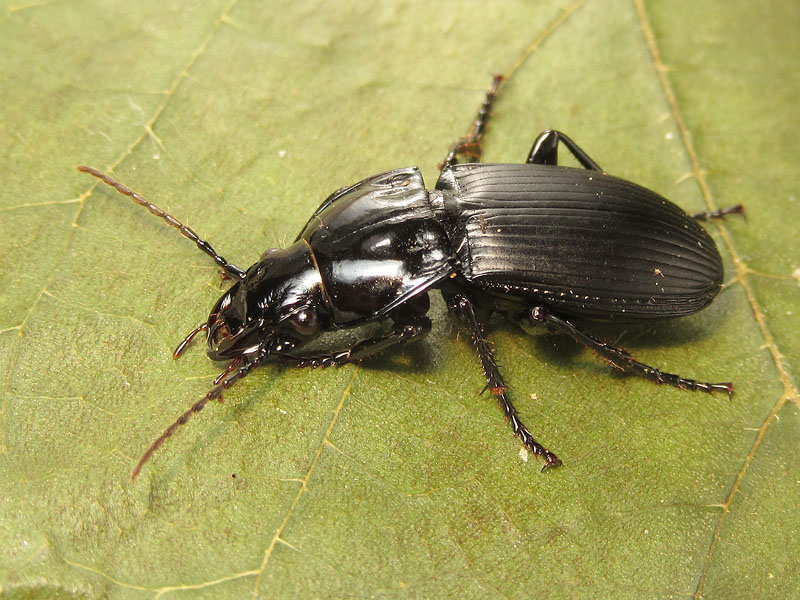 Carabidae: Abax continuus